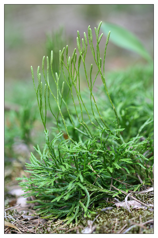 Изображение особи Diphasiastrum complanatum.