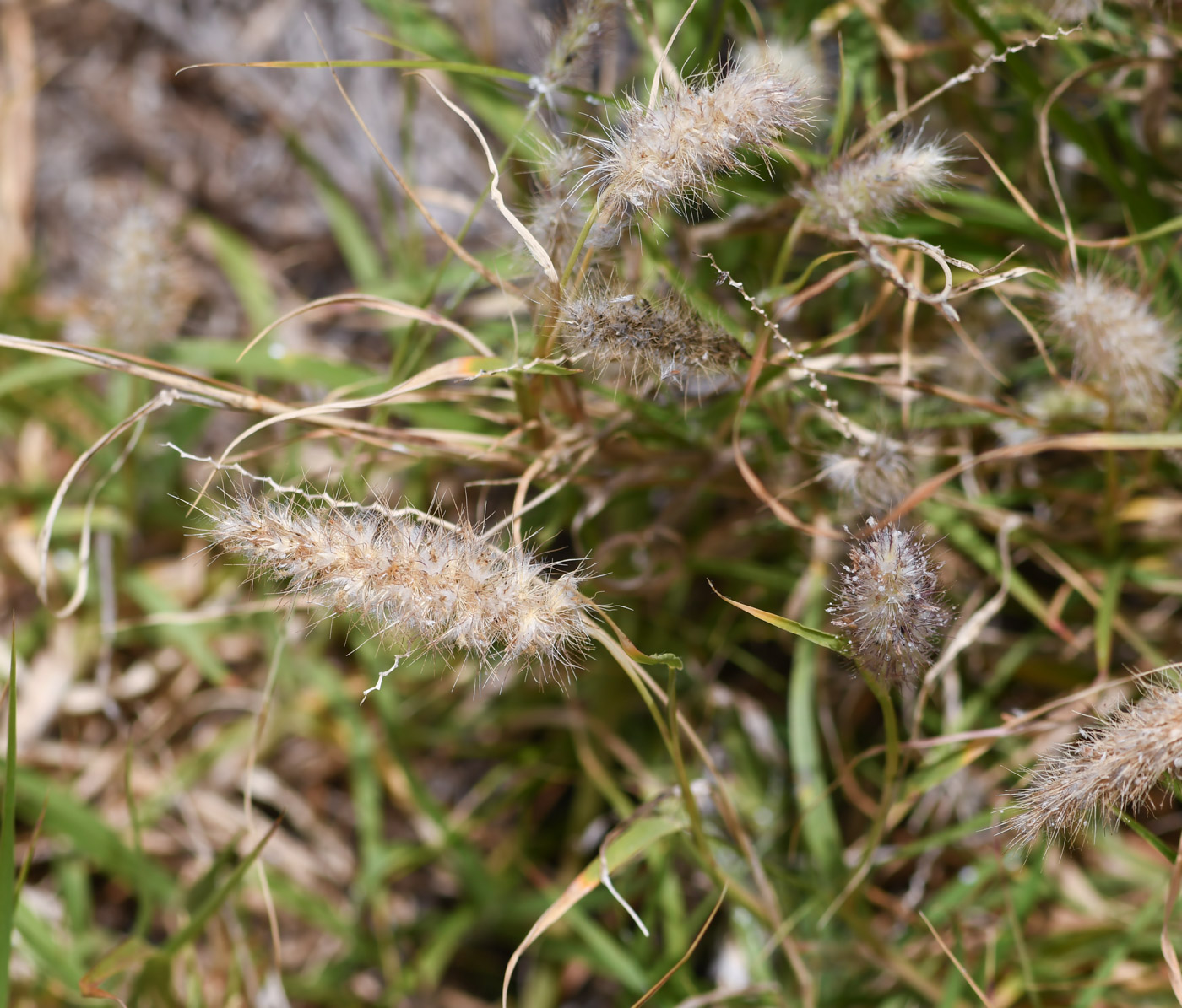 Изображение особи Cenchrus ciliaris.