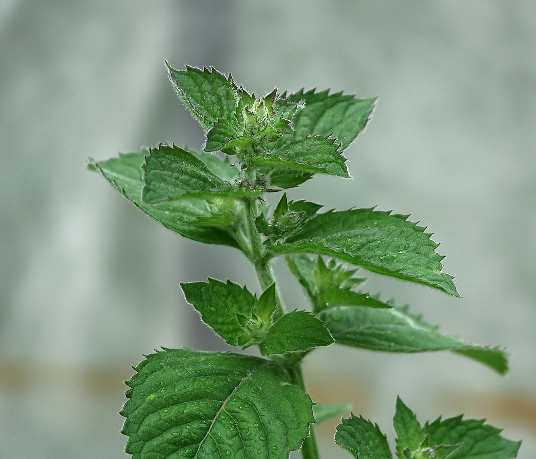 Image of genus Mentha specimen.