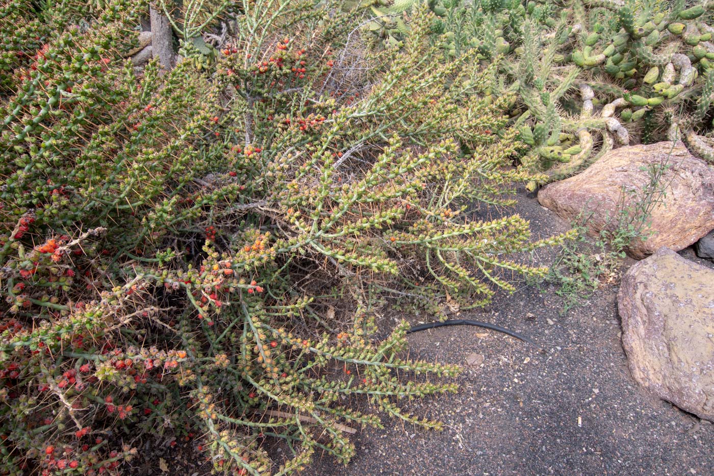 Изображение особи Cylindropuntia leptocaulis.