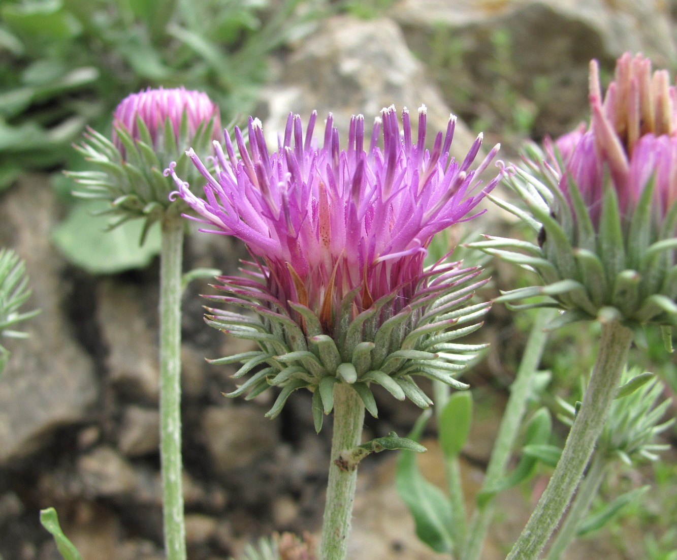 Image of Jurinea ruprechtii specimen.