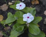 Catharanthus roseus