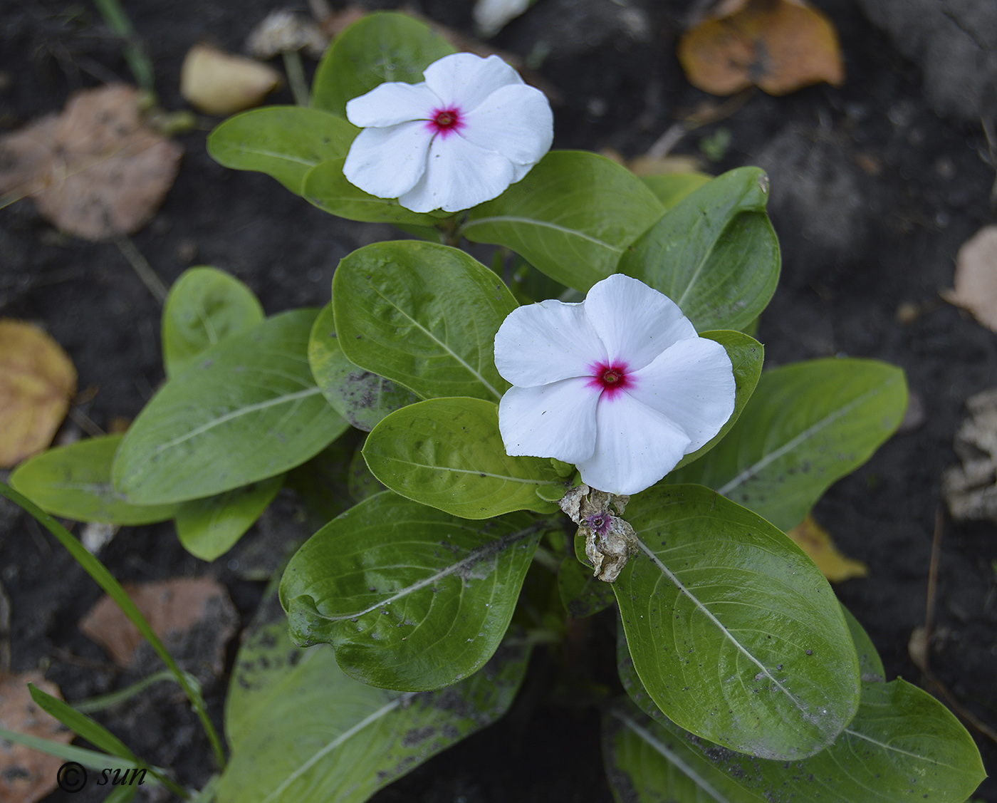 Image of Catharanthus roseus specimen.