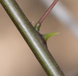 Erythrina herbacea