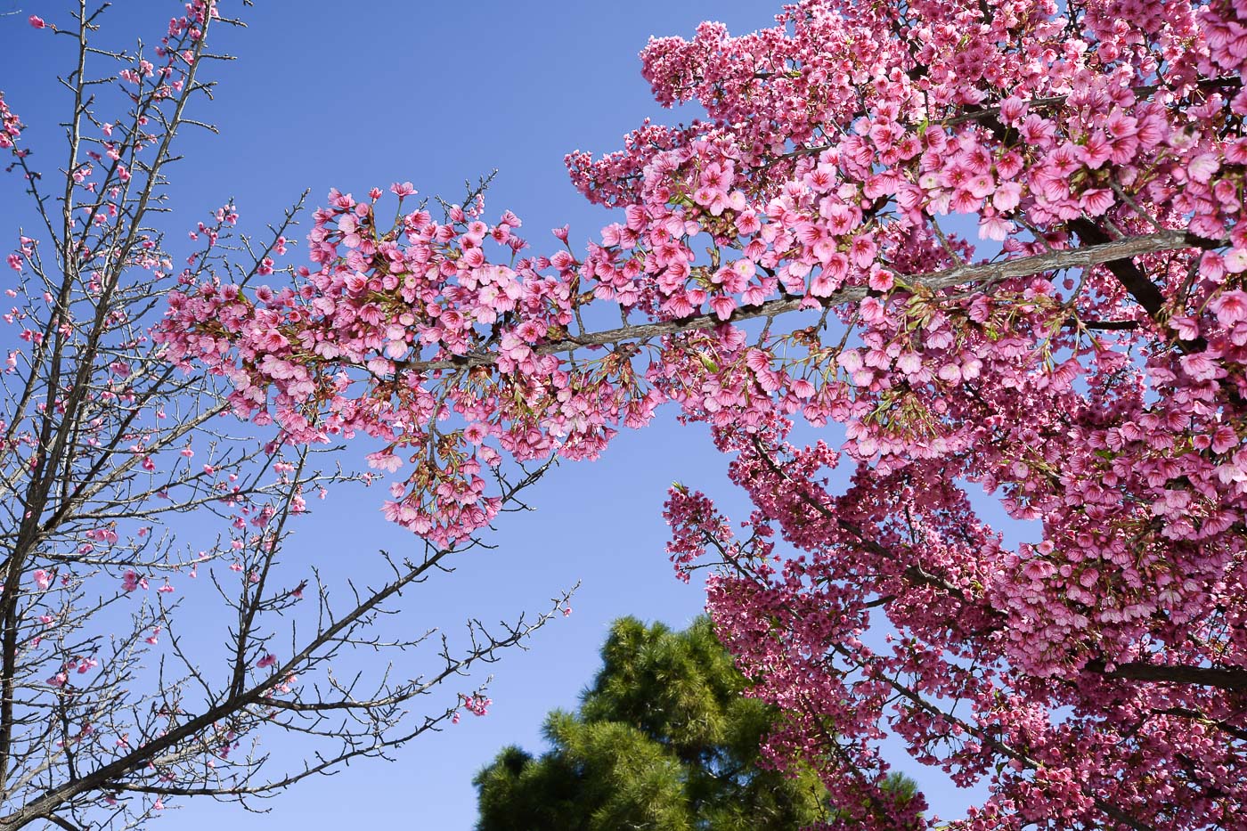 Image of Prunus campanulata specimen.