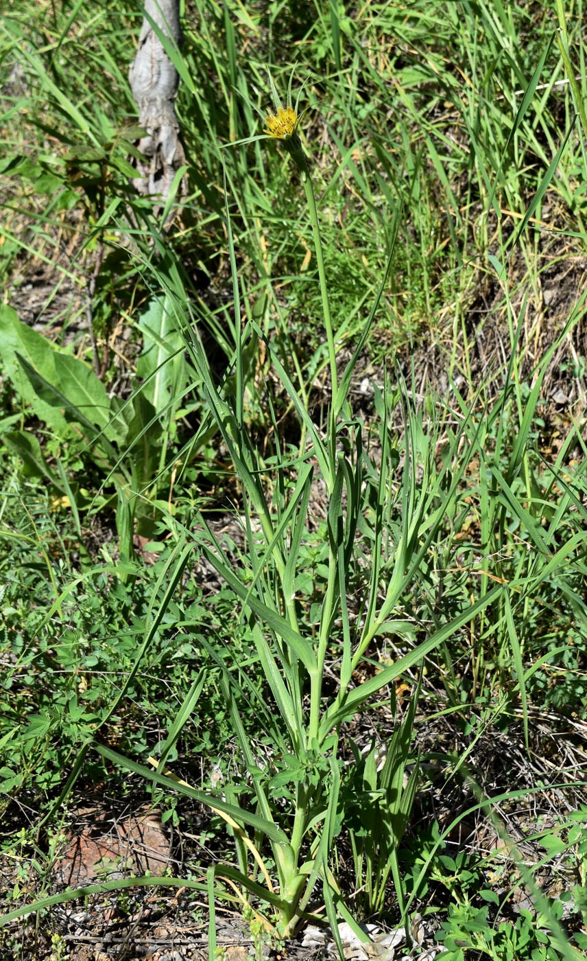 Image of Tragopogon turkestanicus specimen.