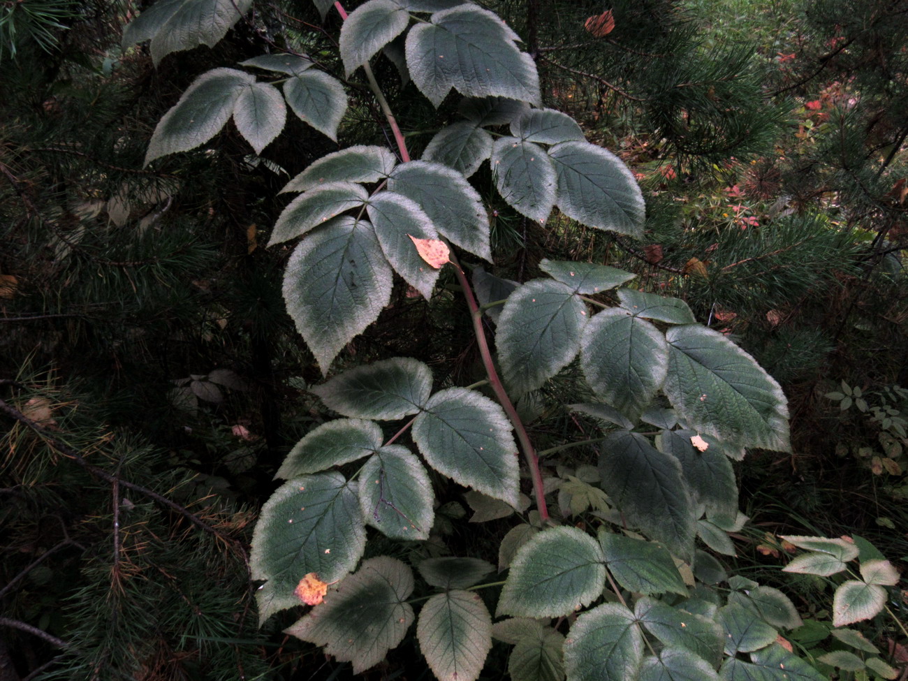 Image of genus Rubus specimen.