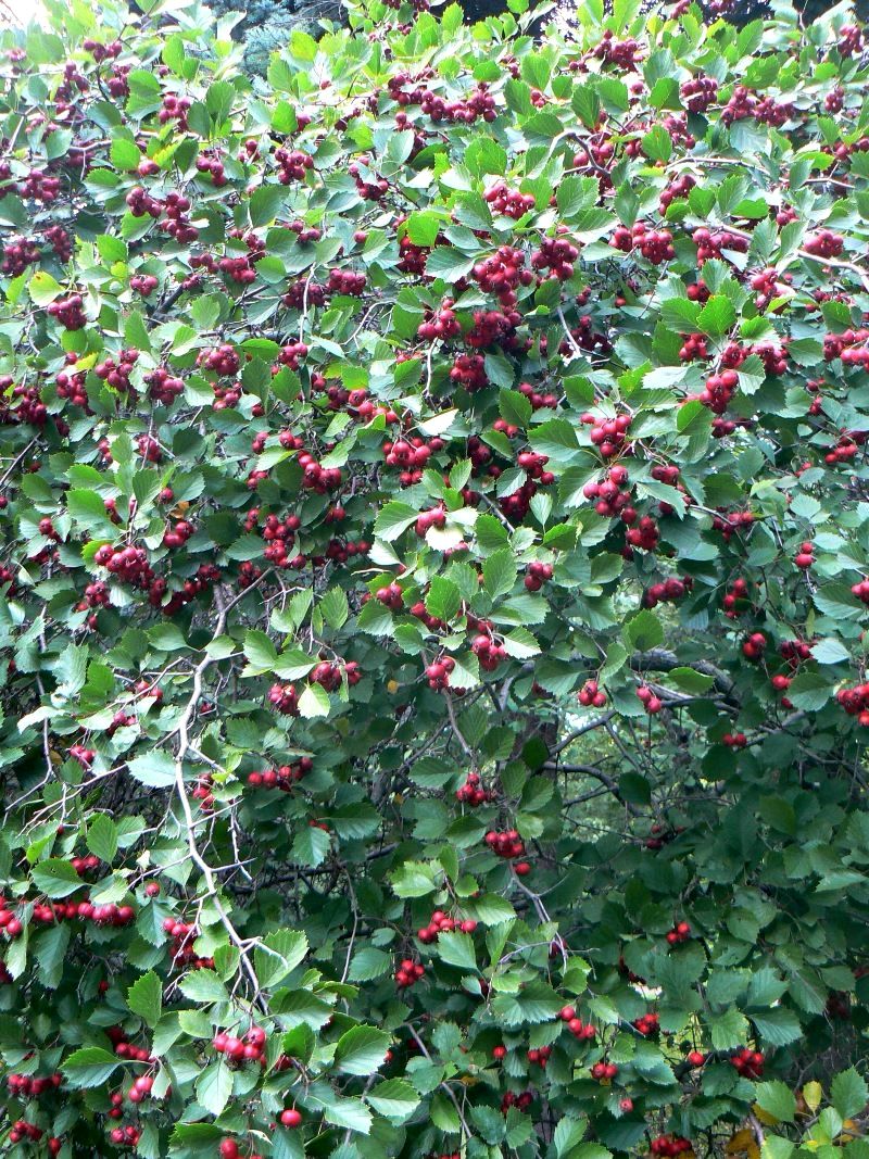 Image of Crataegus chrysocarpa var. rotundifolia specimen.