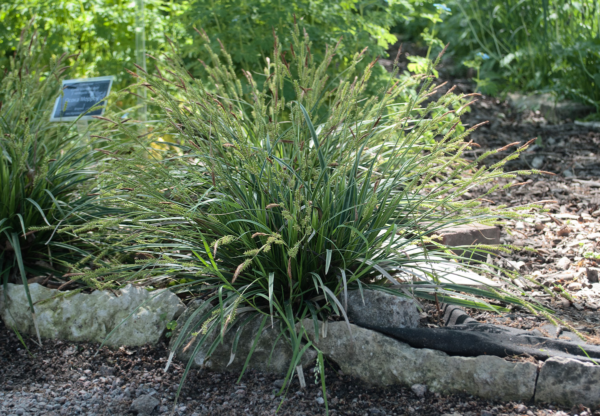 Image of Carex morrowii specimen.