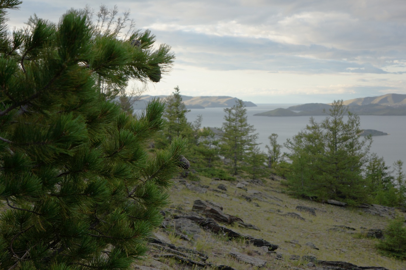 Image of Pinus sibirica specimen.