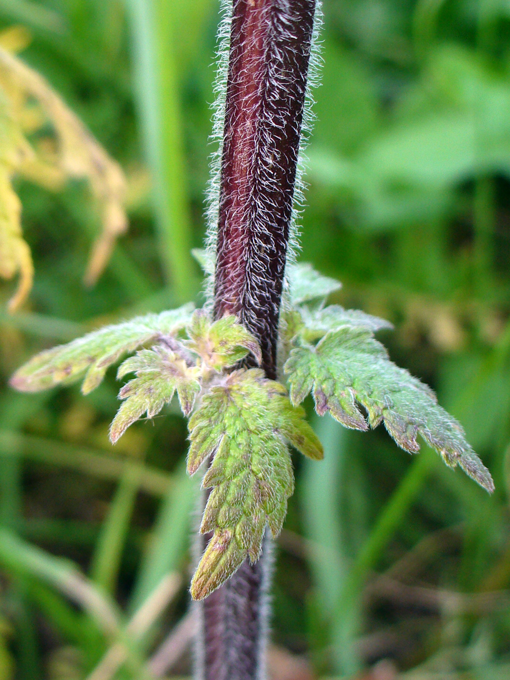 Изображение особи Leonurus quinquelobatus.