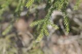 Picea orientalis. Ветвь. Грузия, край Самцхе-Джавахети, Ахалцихский муниципалитет, окр. монастыря Агара, обочина дороги в смешанном лесу. 27.04.2019.