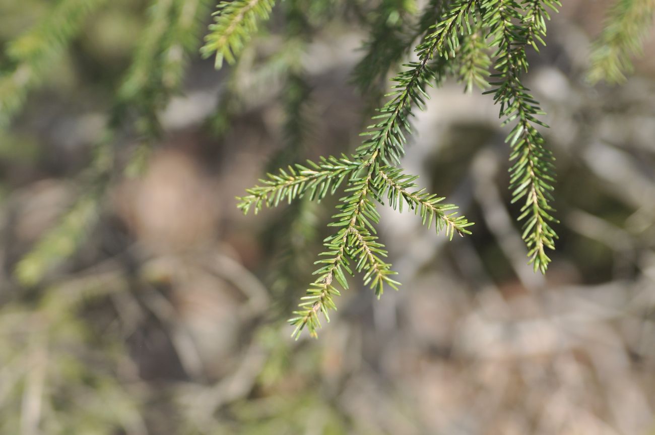 Image of Picea orientalis specimen.