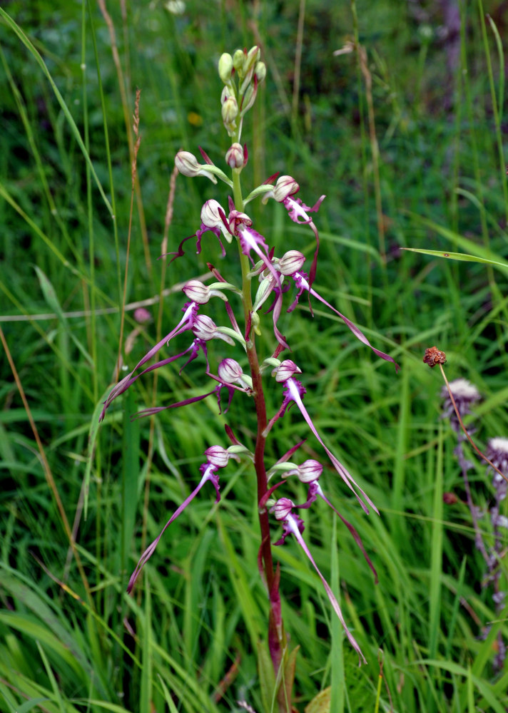 Image of Himantoglossum calcaratum specimen.