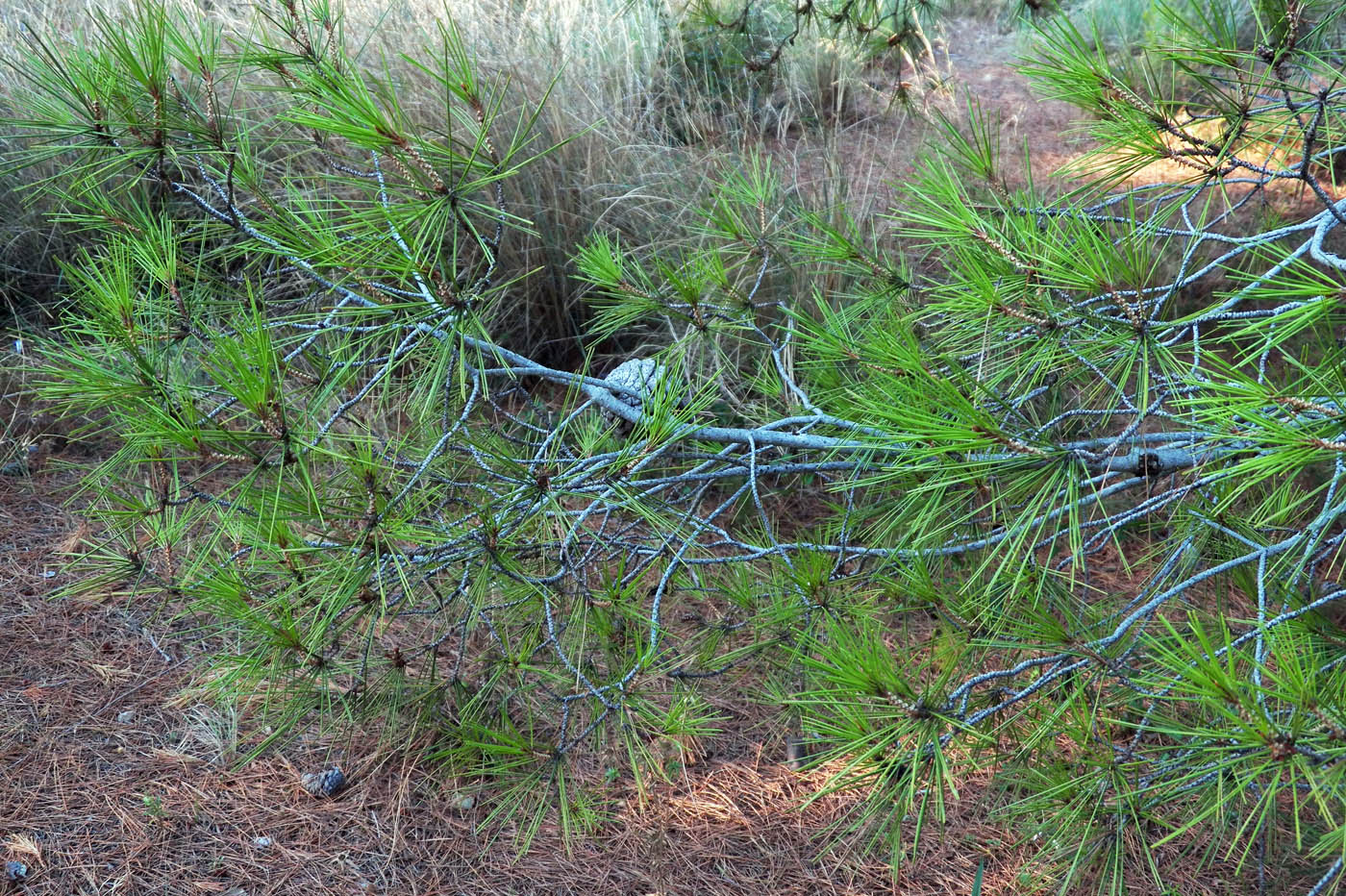 Image of Pinus halepensis specimen.