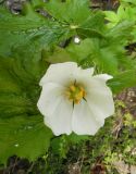 Sinopodophyllum hexandrum