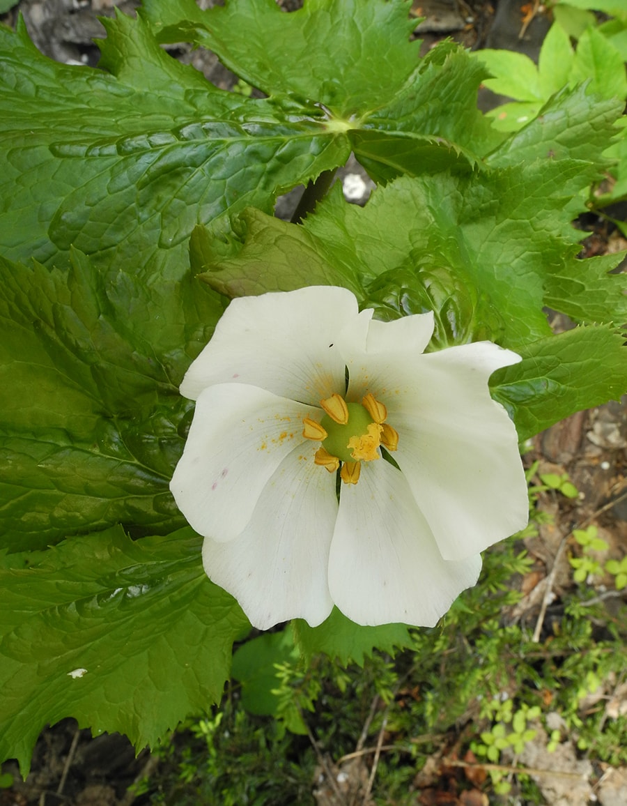 Image of Sinopodophyllum hexandrum specimen.