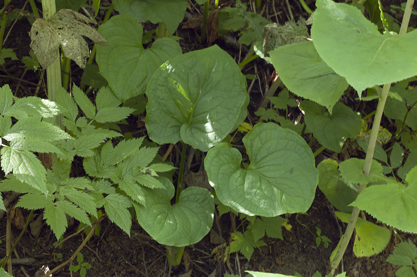 Изображение особи Symplocarpus renifolius.