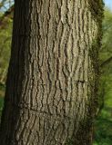 Quercus castaneifolia. Ствол. Азербайджан, Масаллинский р-н, лес на равнине. 11.04.2010.