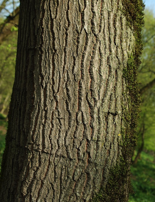 Image of Quercus castaneifolia specimen.