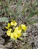 Astragalus alatavicus. Соцветие и листья. Кыргызстан, Чуйская обл., Панфиловский р-н, Суусамырская долина. 24.05.2019.