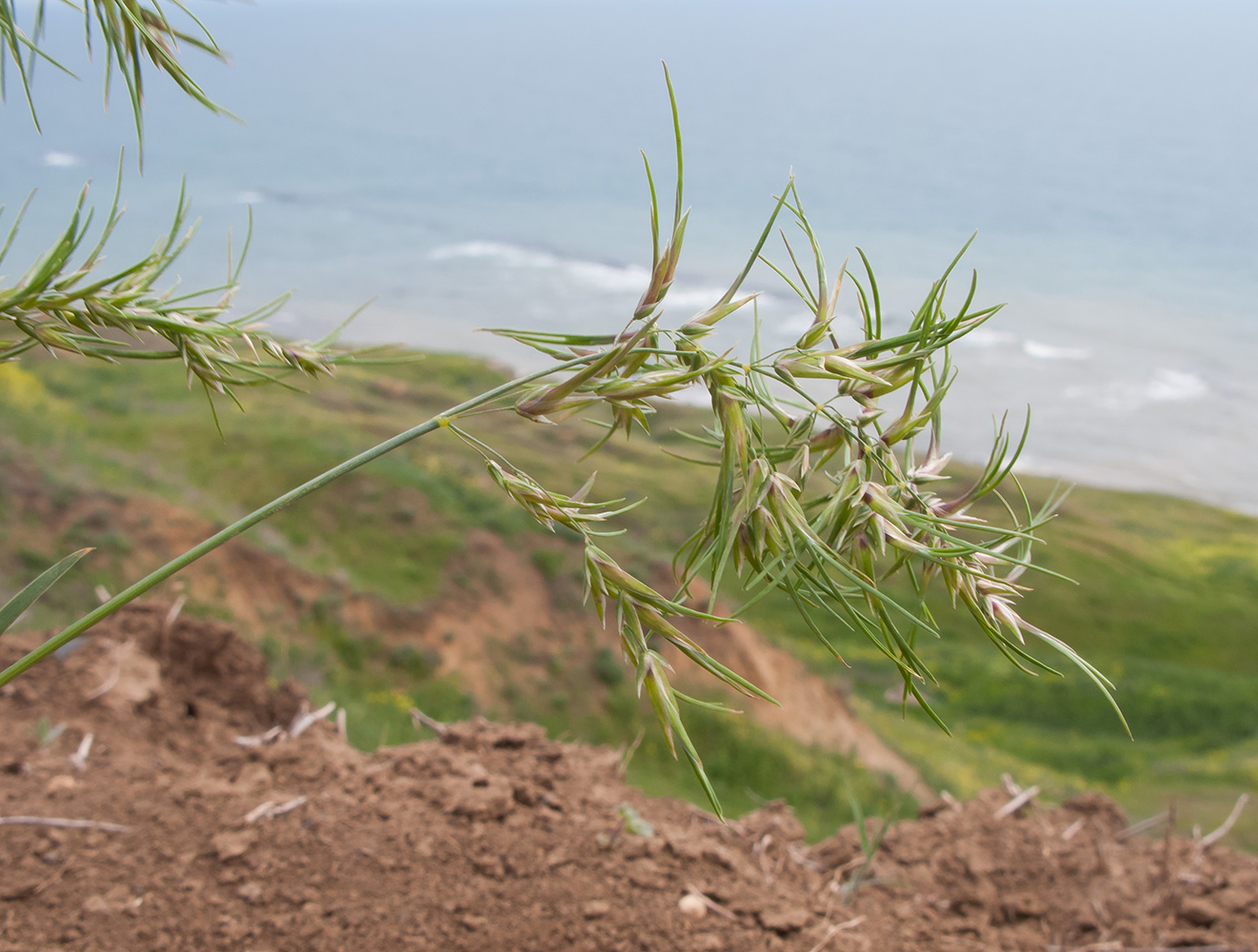 Изображение особи Poa bulbosa ssp. vivipara.