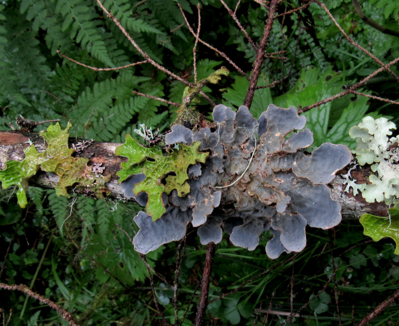 Image of Lobaria scrobiculata specimen.