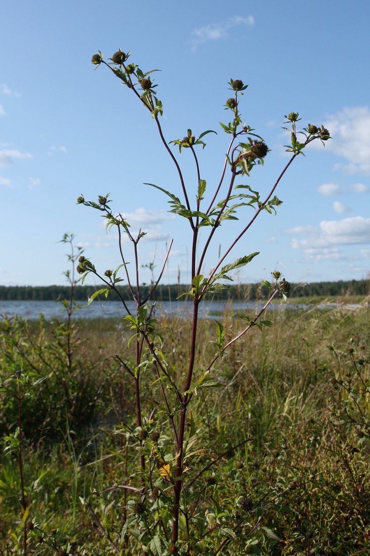 Image of Bidens tripartita specimen.