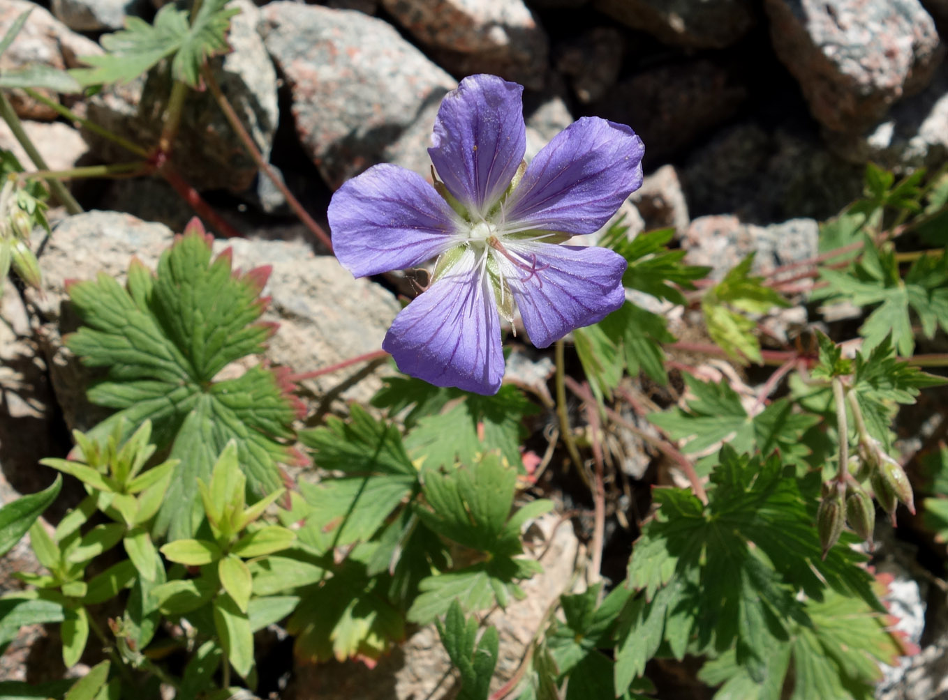 Image of Geranium saxatile specimen.