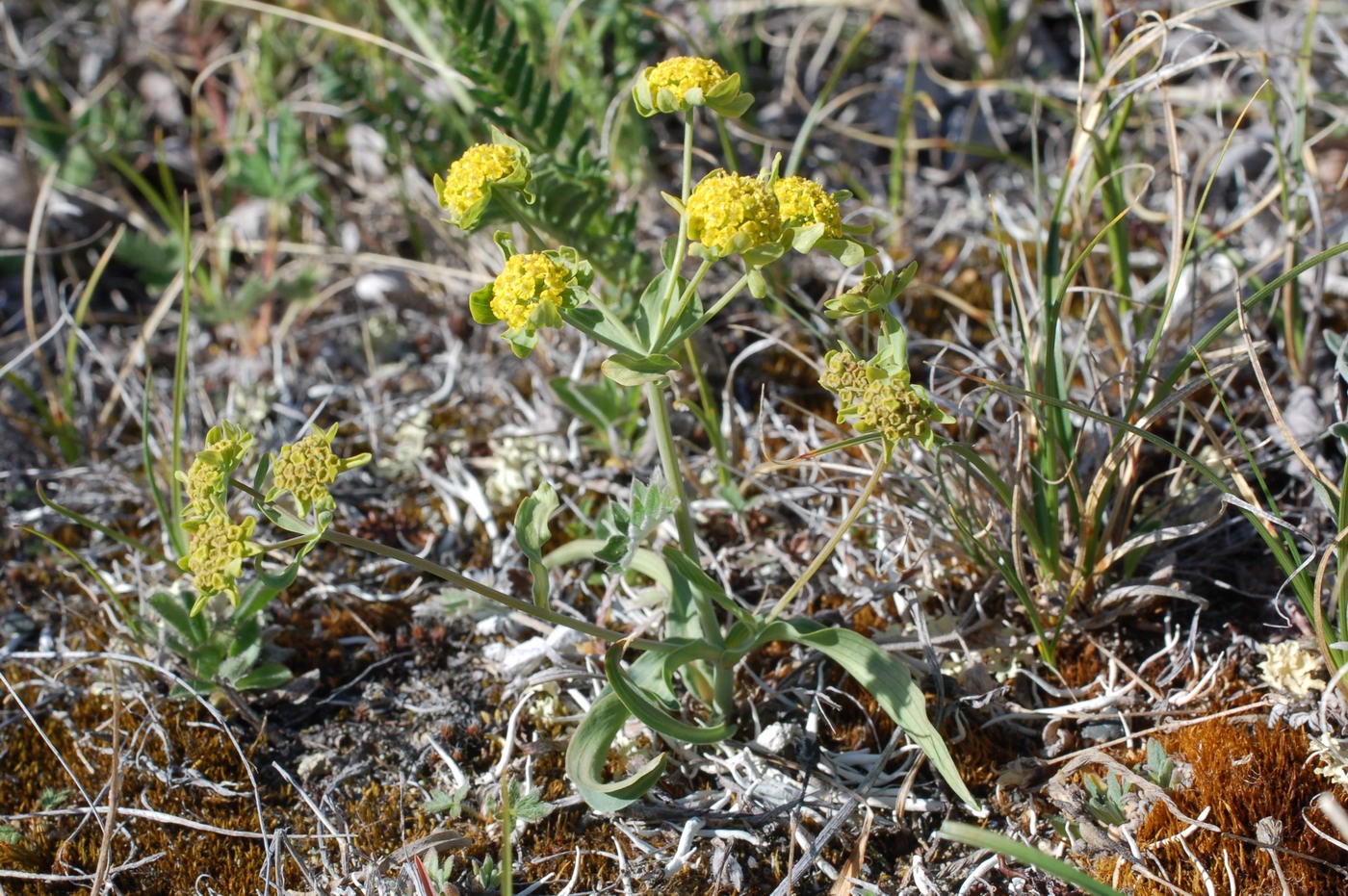 Изображение особи Bupleurum triradiatum.