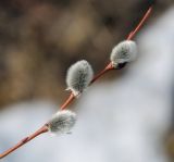 Salix acutifolia