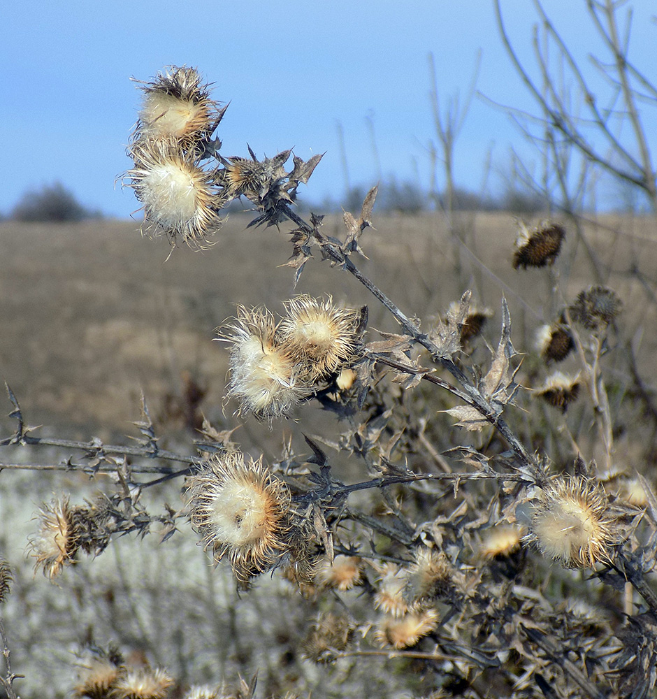 Изображение особи Cirsium vulgare.