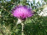 Cirsium maackii. Соцветие. Приморский край, окр. пос. Михайловка, разнотравный луг. 29.08.2019.