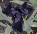 Iris &times; hybrida