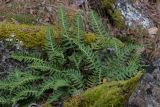 Polypodium vulgare