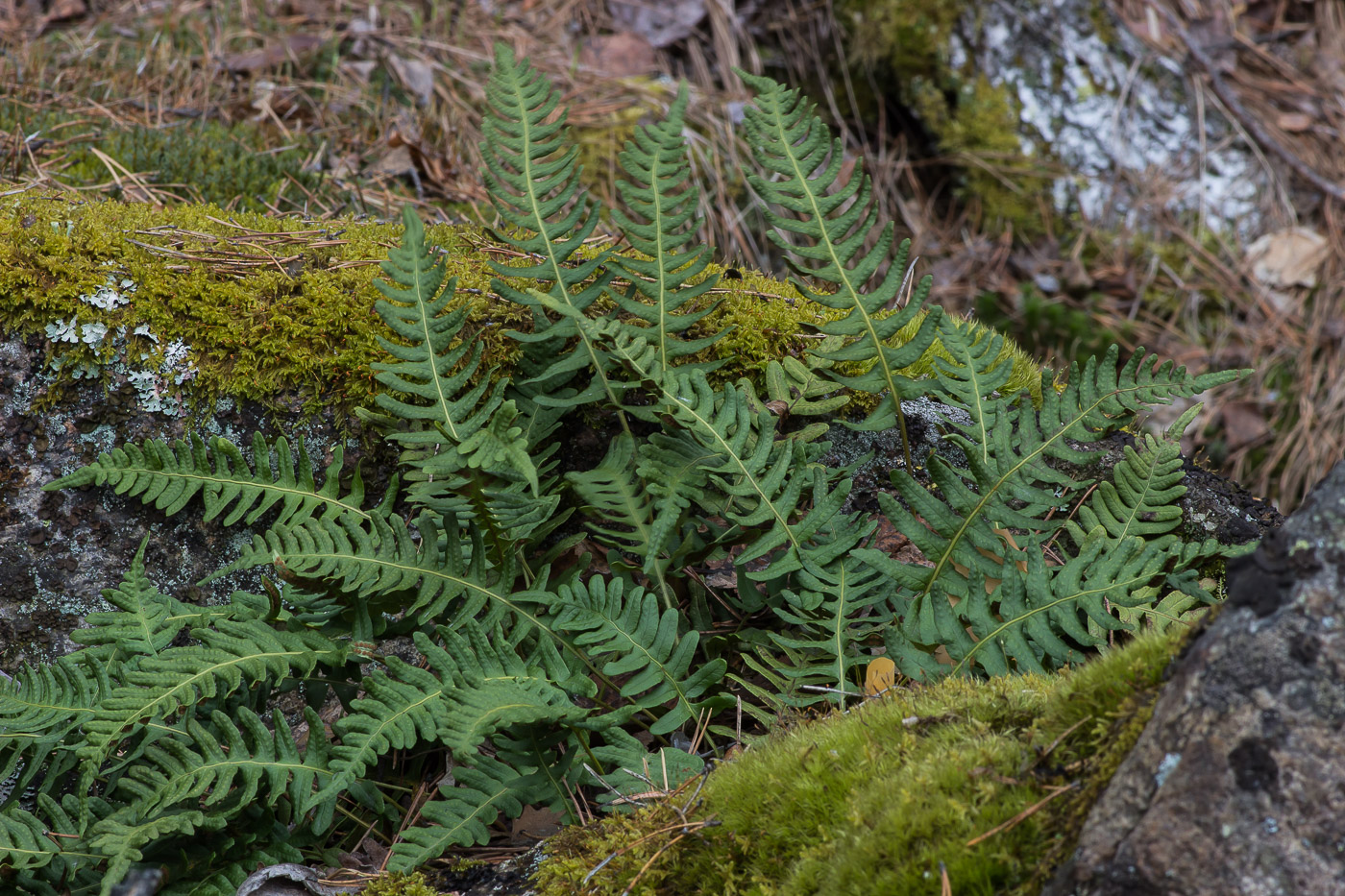 Image of Polypodium vulgare specimen.