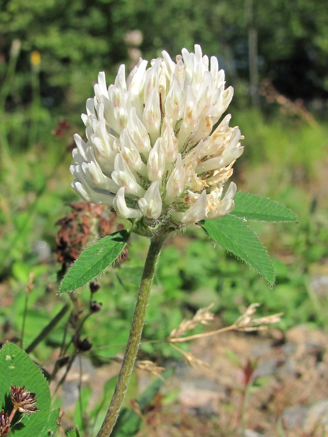 Image of Trifolium pratense specimen.