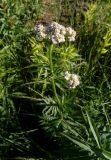 Valeriana officinalis. Верхушка растения с соцветиями. Москва, национальный парк \"Лосиный остров\", просека ЛЭП. 22.06.2020.