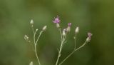 Centaurea pseudosquarrosa