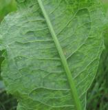 Rumex longifolius