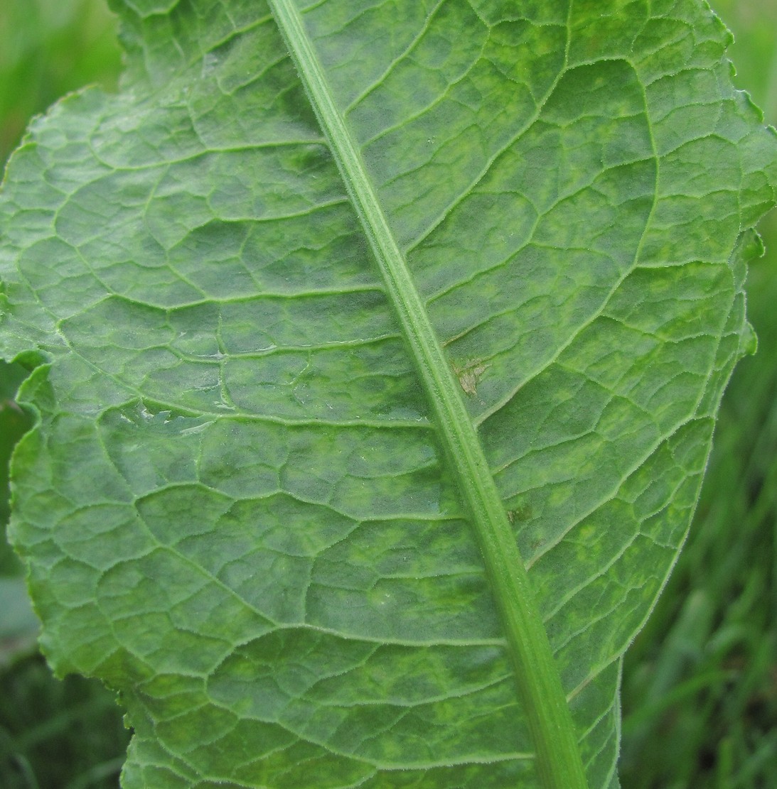 Изображение особи Rumex longifolius.