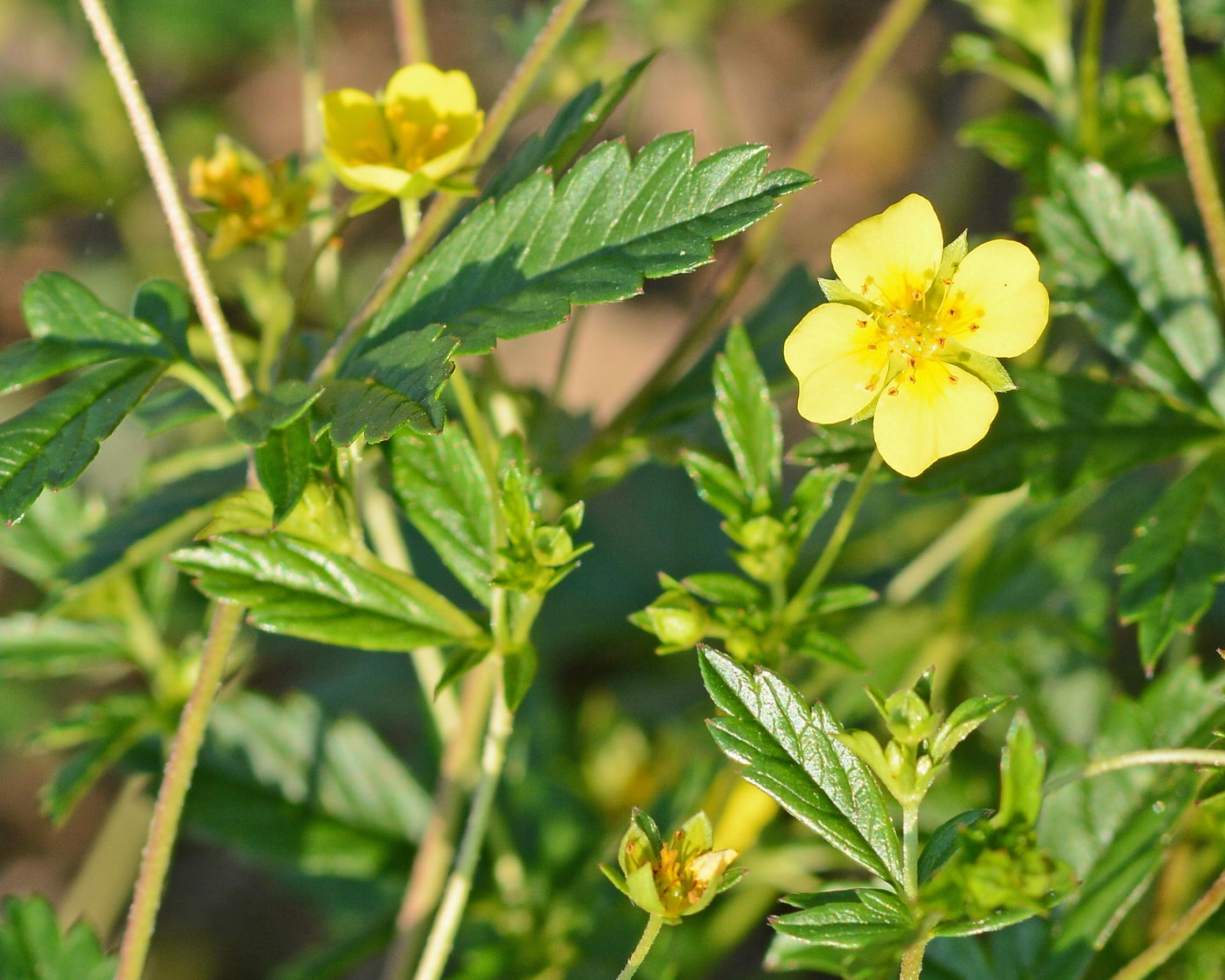 Изображение особи Potentilla erecta.