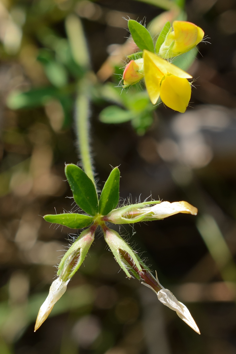 Image of Lotus caucasicus specimen.