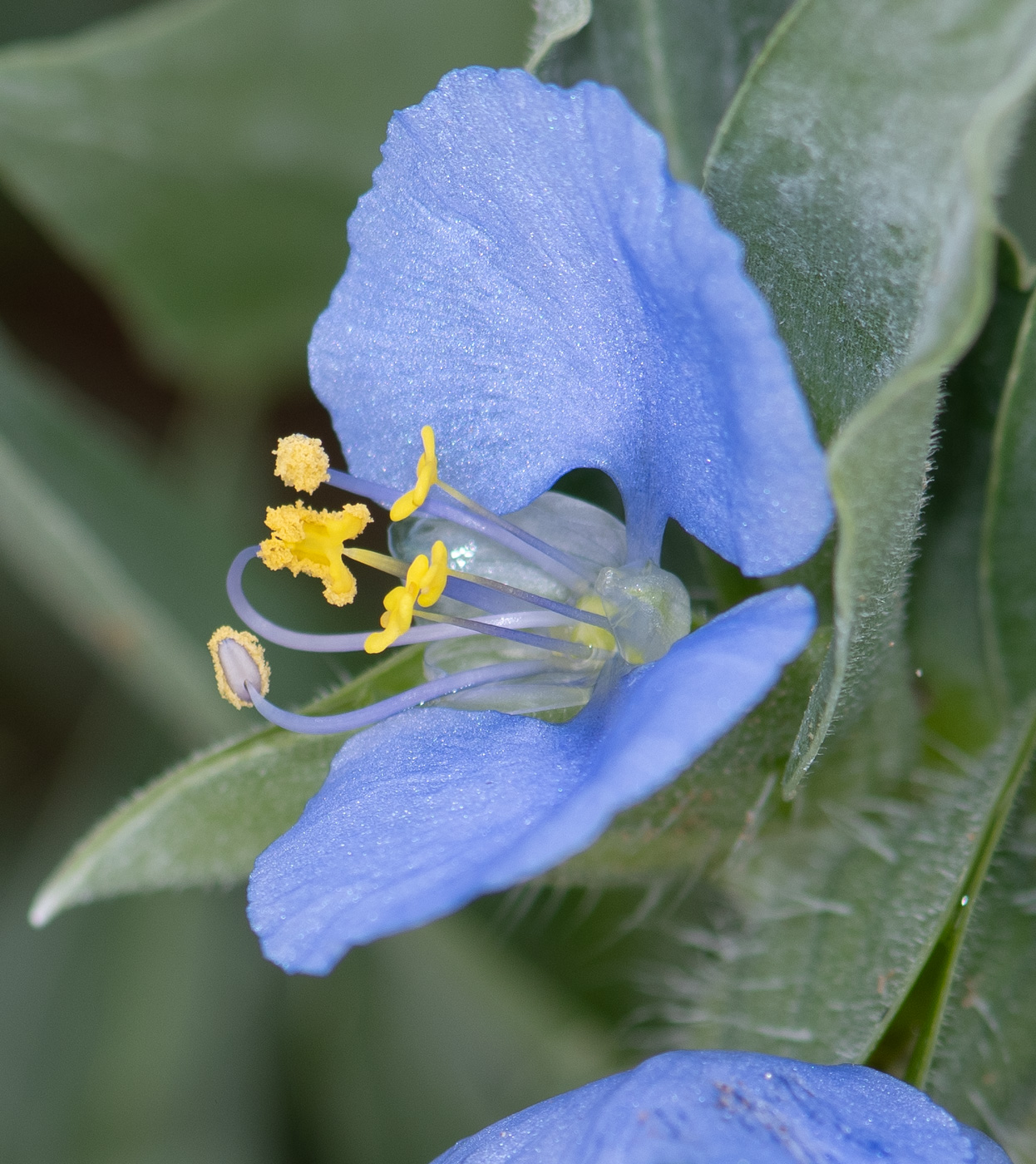 Изображение особи Commelina erecta ssp. livingstonii.