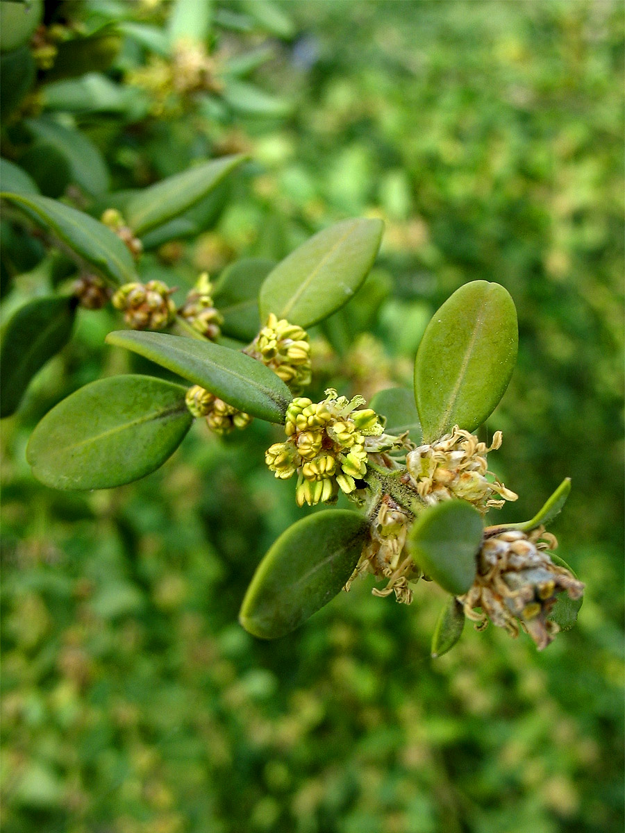 Изображение особи Buxus sinica var. insularis.
