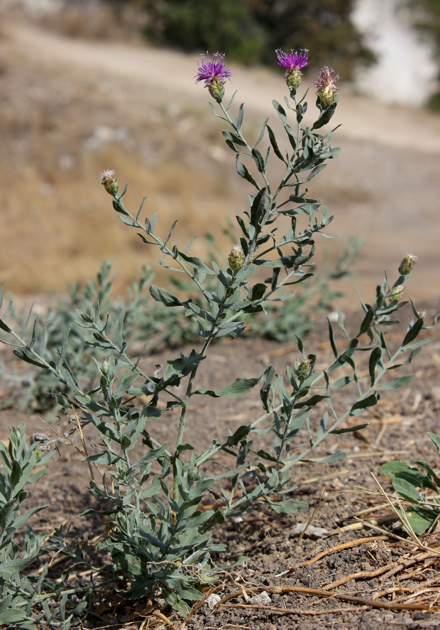 Image of Acroptilon repens specimen.