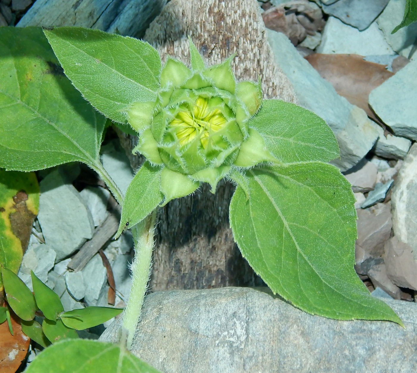 Image of Helianthus annuus specimen.