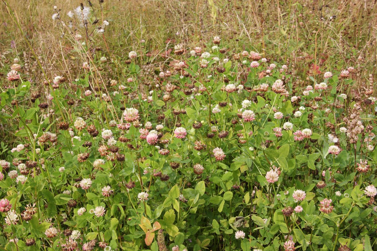 Image of Trifolium hybridum specimen.
