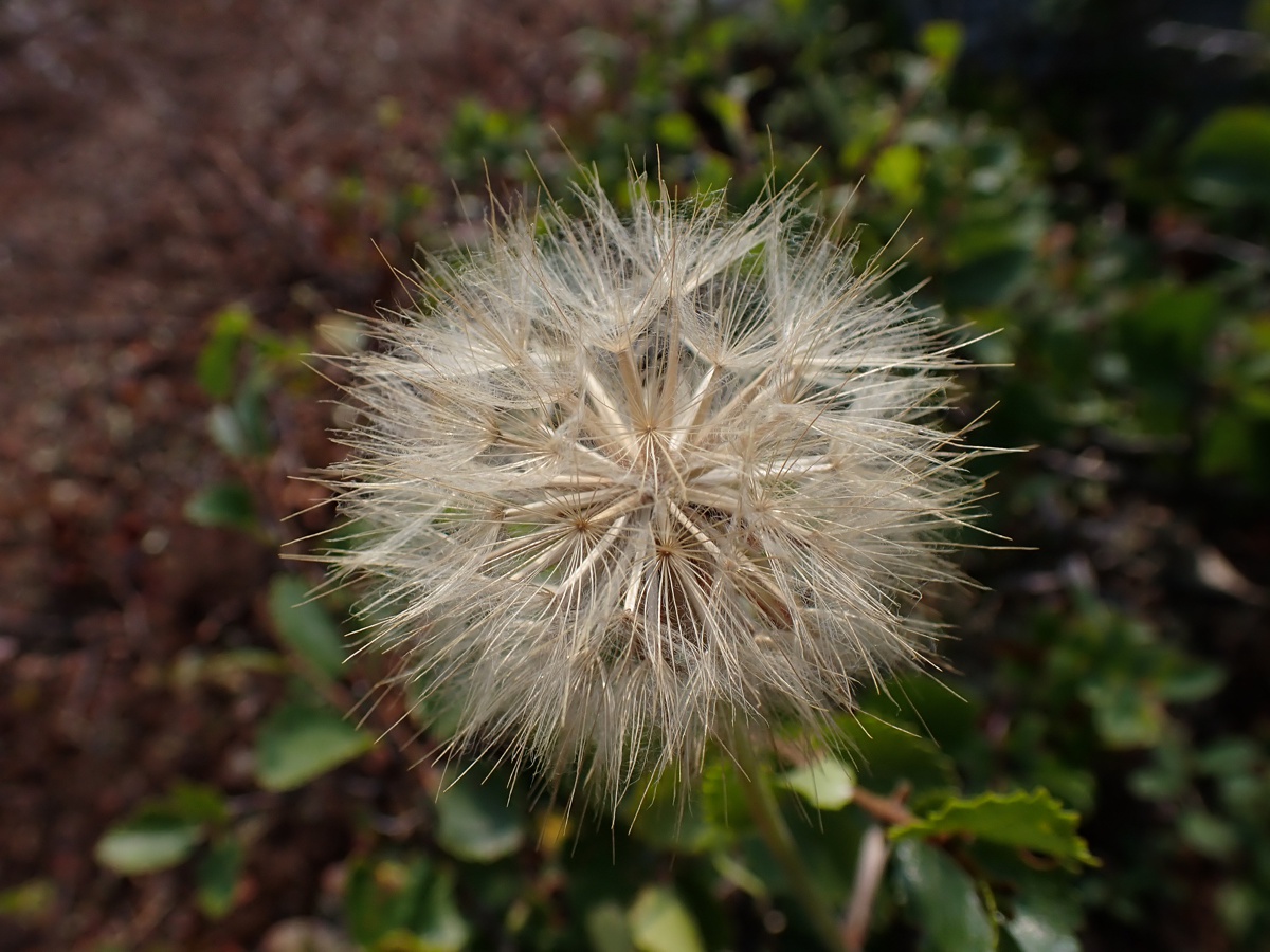 Image of Scorzonera radiata specimen.