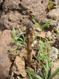 Orobanche cernua